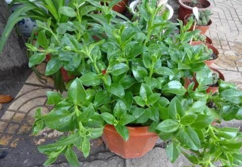 快死的盆栽花卉不要扔,只需一粒药片,能再次生机勃勃