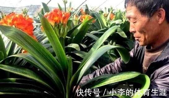 君子兰不见长,不开花,学2招小技巧,快速恢复生长开花旺