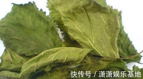 血糖|桑叶能够降低血糖吗?分别听听中医和西医给出的回答!