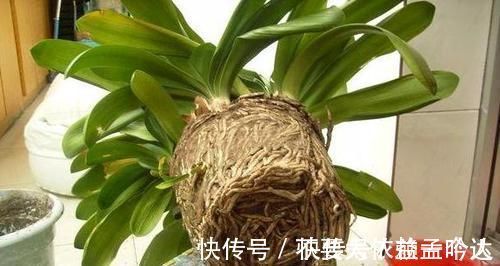 君子兰|养此2种花，花根一年长满盆，换盆不及时，想赏花都难了！