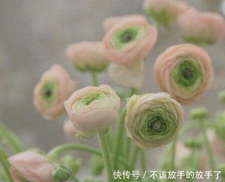 Kadupul翻译 Kadupul翻译