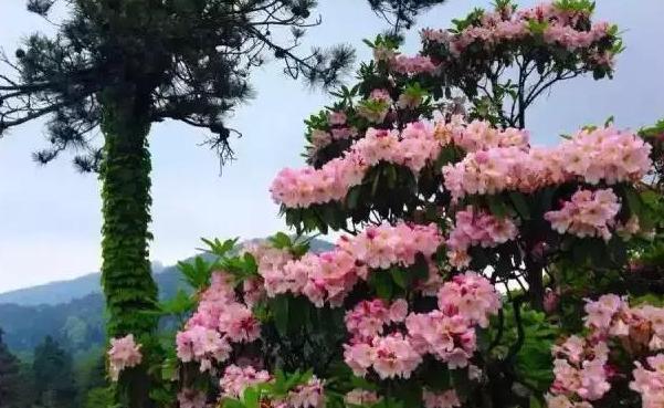 盆栽养殖云锦杜鹃，多注意4个要点，开花量大、色艳、香味浓郁