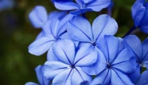 美丽|喜欢花量大的就养此3种花,爆盆容易不操心,一年四季开花不停歇