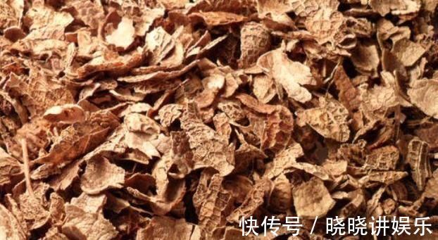 养蟹爪兰时，在盆里丢点这种“小玩意”，根系、叶片蹭蹭长不停