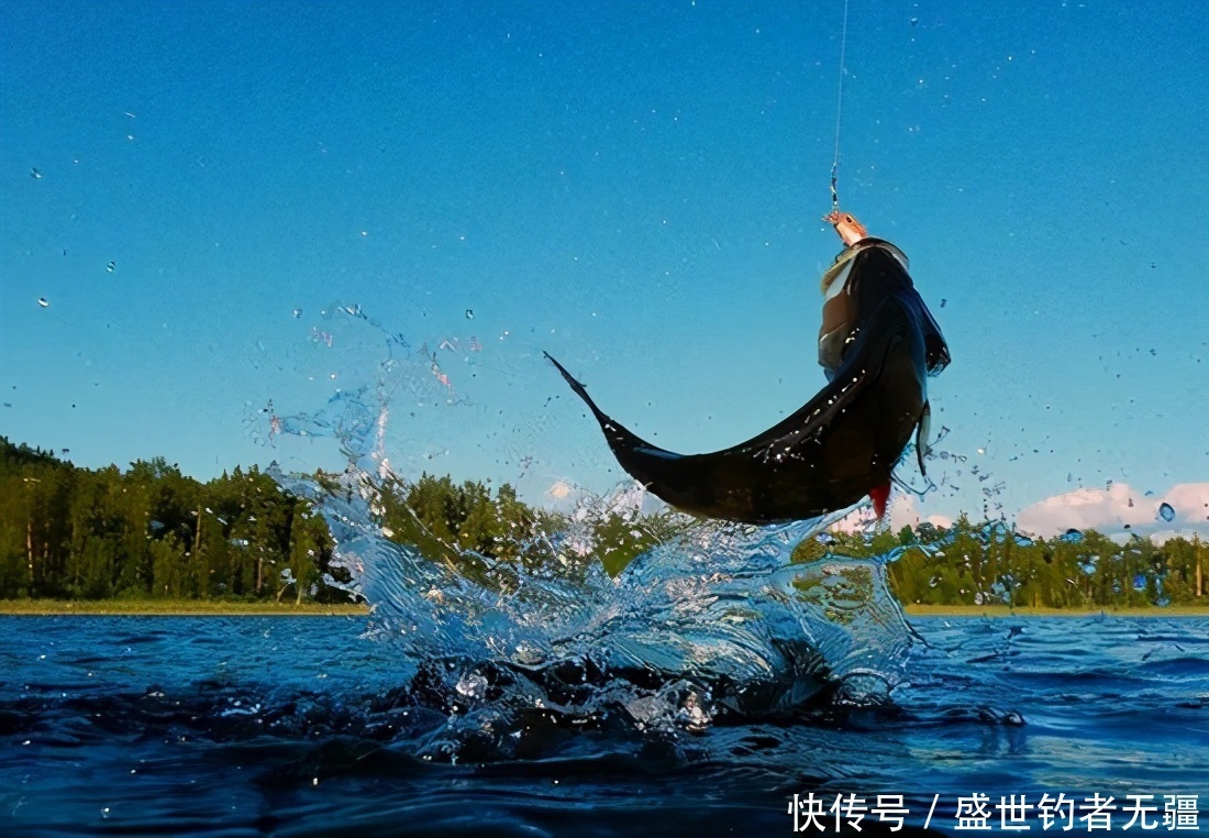 春季钓鱼有“3个关键”, 掌握后鱼儿会抢着进窝——盛世三渔