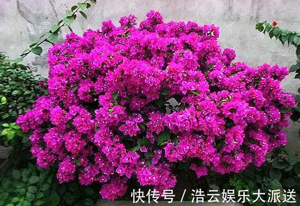 花芽|三角梅在开花，“修剪”要做对，花期不落花，一开就是几个月！