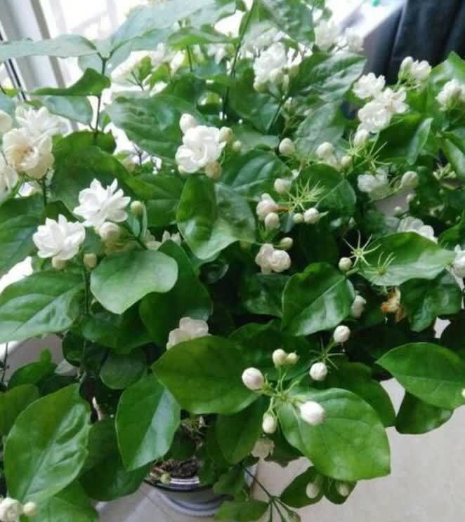 几种花,开花漂亮又好养,开花漂亮财运来,一养就上瘾