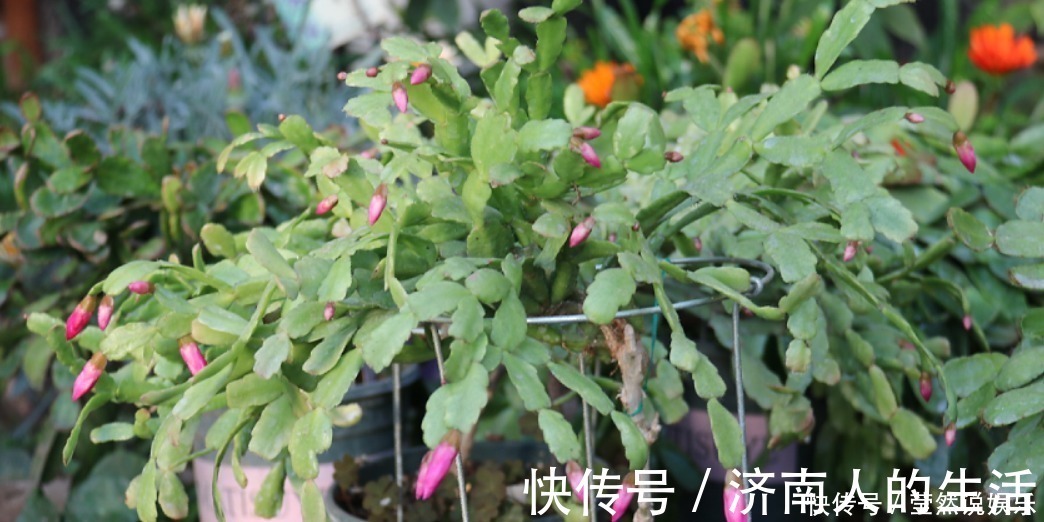 叶片|养蟹爪兰摆放“有讲究”，放到3个位置，花量小，容易落花！