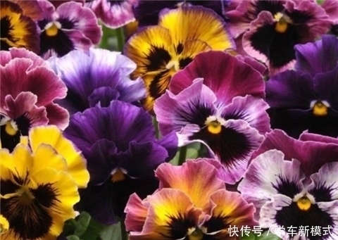 花朵|养5种花,夏天不怕热,花朵蹭蹭开,好看又好养