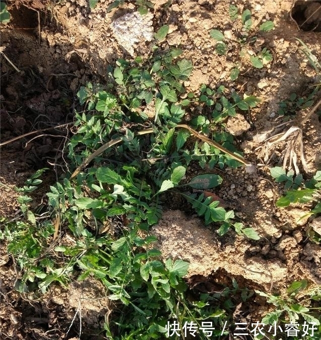 农村荠菜正鲜美,可荠菜长啥样知道吗?