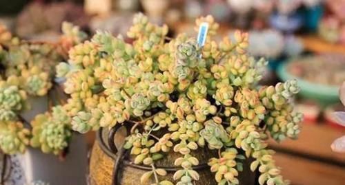 多肉开花会要命?养盆达摩福娘,做到3点,无需犯愁观花赏叶