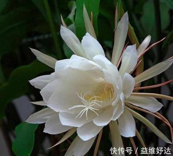 迷人|最有仙气的3种花,迷人的花朵,开满整个花盆,快养起来吧!