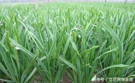 俗语|“男人不吃韭,女人不吃藕”有科学依据吗?