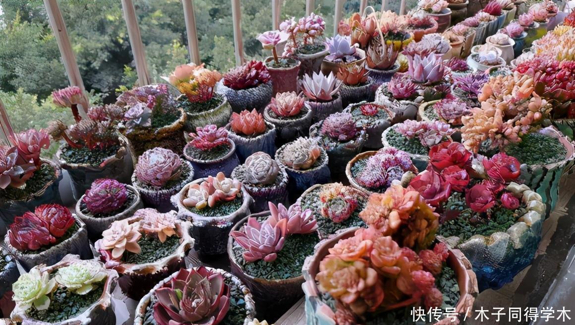 养花|这3种“漂亮花”，只能浇水，不能喷水，喷一喷都是短命鬼