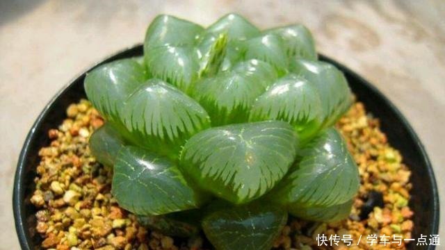 数以万计的多肉,知道这四大类,你就是多肉词典!