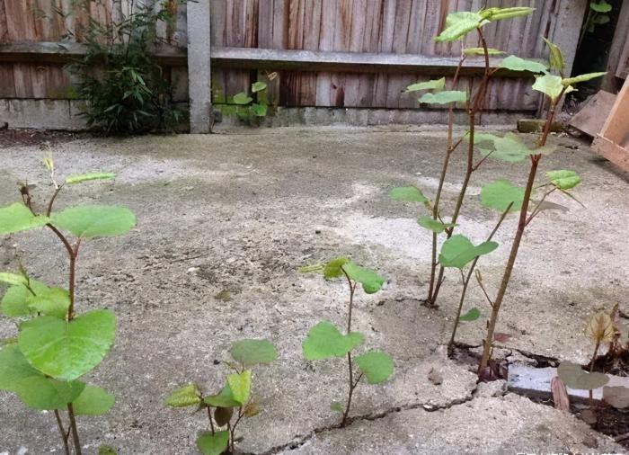 魔鬼|入侵英国170年的魔鬼植物,在我国却是吃货最爱,10元一斤很畅销