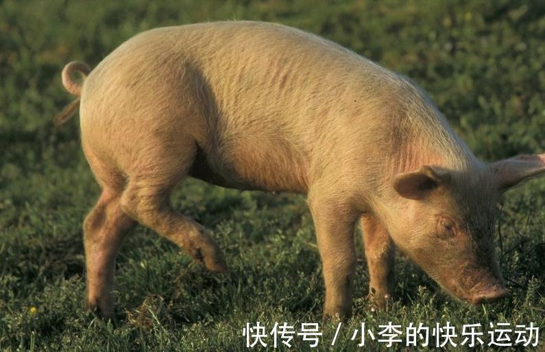 猪感冒|如何鉴别猪流感与猪感冒,他们的区别在哪里,养殖户们分得清吗