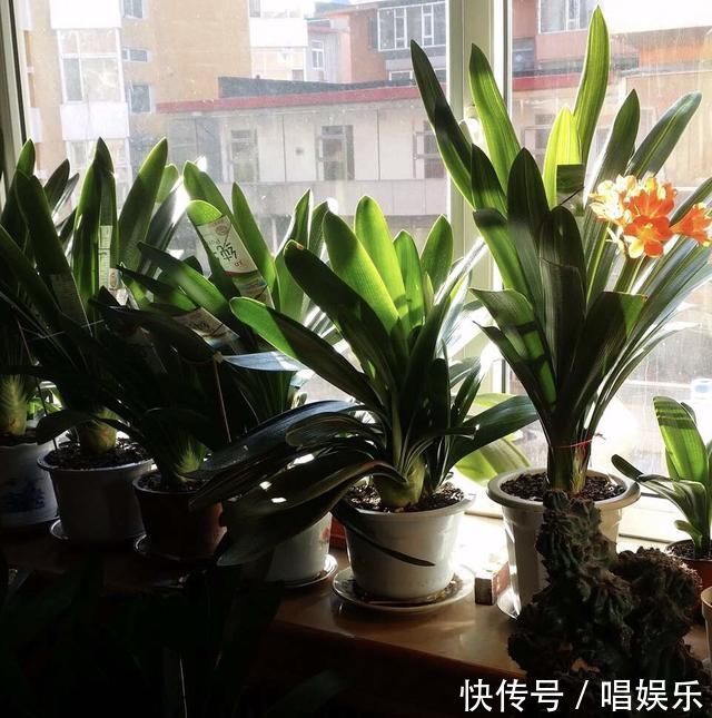 1盆君子兰,春天一处理“变10盆”,家里阳台摆满了