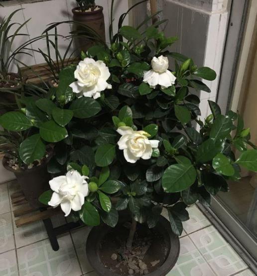 长势|9月养栀子花,牢记4个小技巧,新叶长满盆,还能再次开花