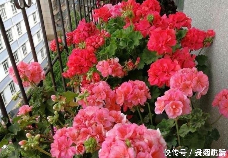 满天星|4种花超漂亮,家里养一盆,满屋飘香,养庭院,十里飘香