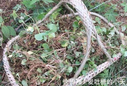 菜田里很常见,但请别当杂草除掉,价值十分的高,用来炖肉是一绝