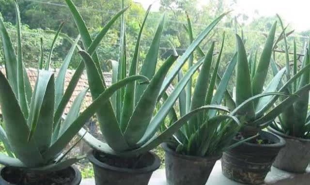 “聪明人”喜欢养的5种花,真能减少病菌吗?养之后:想多养几盆