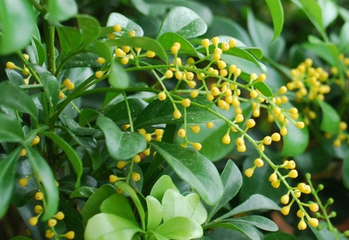 养米兰花，牢记3个“前奏”，瞬间“爆盆”，花开百朵，香气四溢