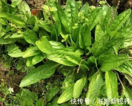 嫩叶|过去是穷人的“救命菜”,晒干能够泡茶喝,人称尿床草,一斤7元