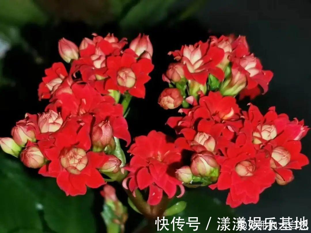 蟹爪兰|10种花要控水，天热反而不能浇，一浇水就死