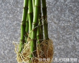 邻居|富贵竹总是养不活, 看到邻居家才发现自己方法错了