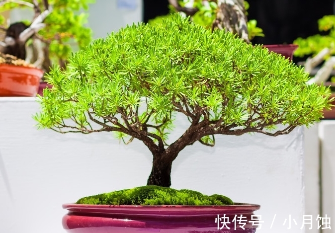 盆景肥料的识别与制作以及几种重要的催根方法