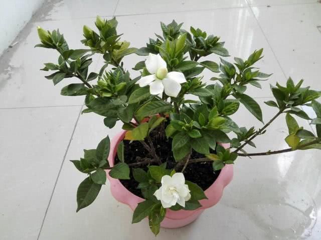 刚买回家的栀子花,先观察观察,别急着换盆换土容易伤根
