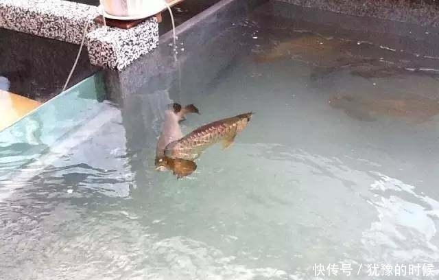 鱼缸和池还可以这样结合?只能说很有想法,有钱我也搞一个!