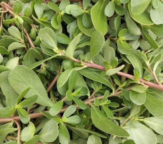 土方法|土豆片+黄鳝汤治痔疮堪称一流?用这个方法,8年老痔疮成功除根