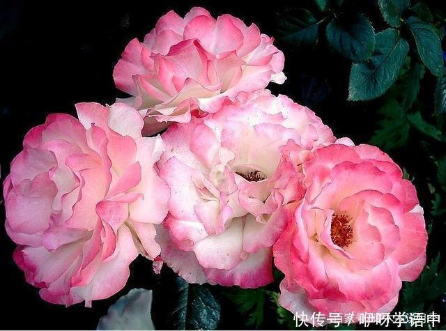 粉色|5款唯美粉色月季。美人如玉粉妆琢，粉色娇羞白如雪。抗病好养