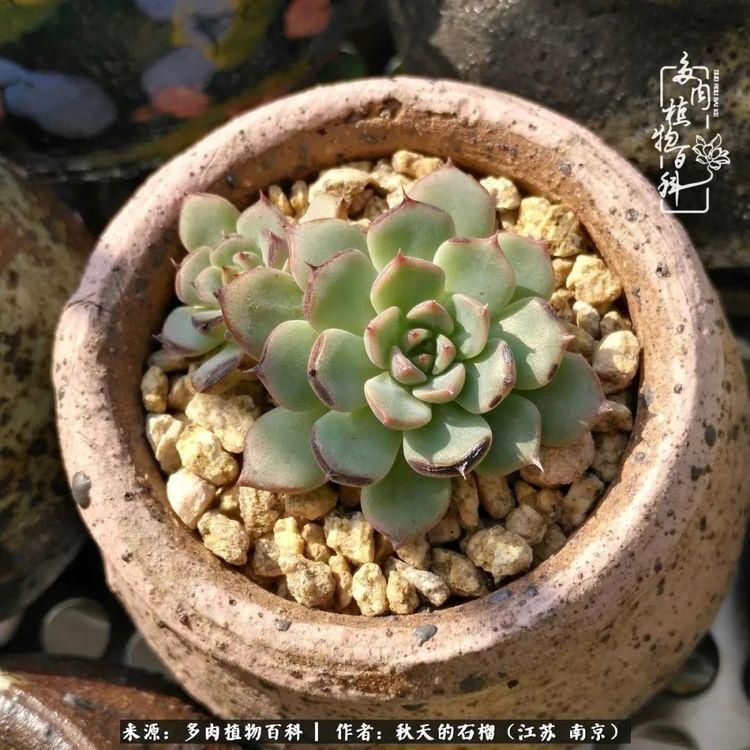 渡劫归来的肉肉,谁是谁的前世,谁又成了谁的今生