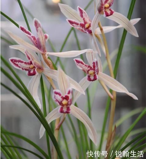 叶奇|曾被抢购一空的兰花,以前一苗值千金,现在几块钱,花型独一无二