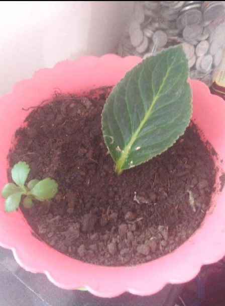 生命力|剪片叶子,放土里就能长出一盆,这4种花养到就是赚到!