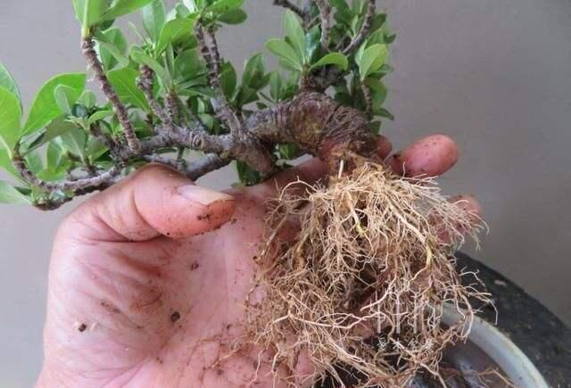 栀子花|养“栀子花”,注意1个小细节,不黄叶、不掉苞,油绿茂盛开花多