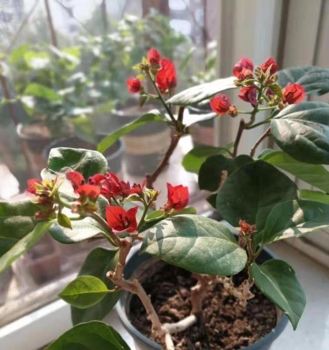 三角梅养不好?3种肥料不能少,一种促花,一种绿叶,一种壮根