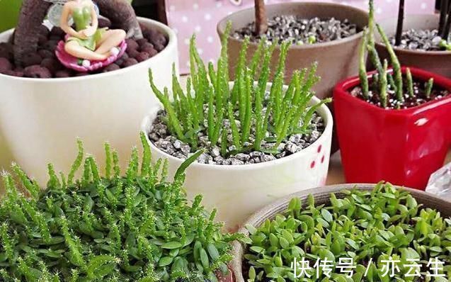 这3种“水果核”别扔,把它扔盆里,10天成盆栽,比花美10倍