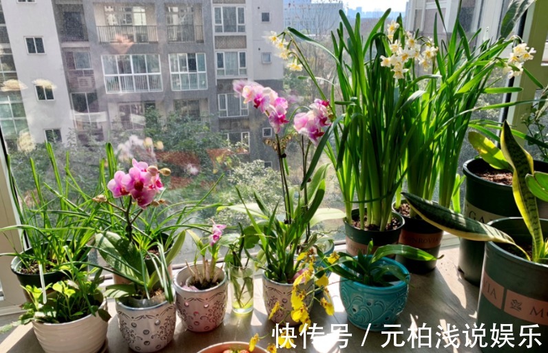 家电|家庭养花,哪些地方不能摆放植物盆栽?除了室内,室外也有讲究