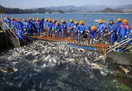 鱼跃新年：淳安千岛湖新年第一网有机鱼开捕