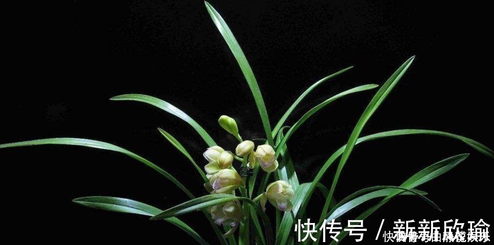 兰根|兰花烂根了怎么救活跟着一起做,立马见效!