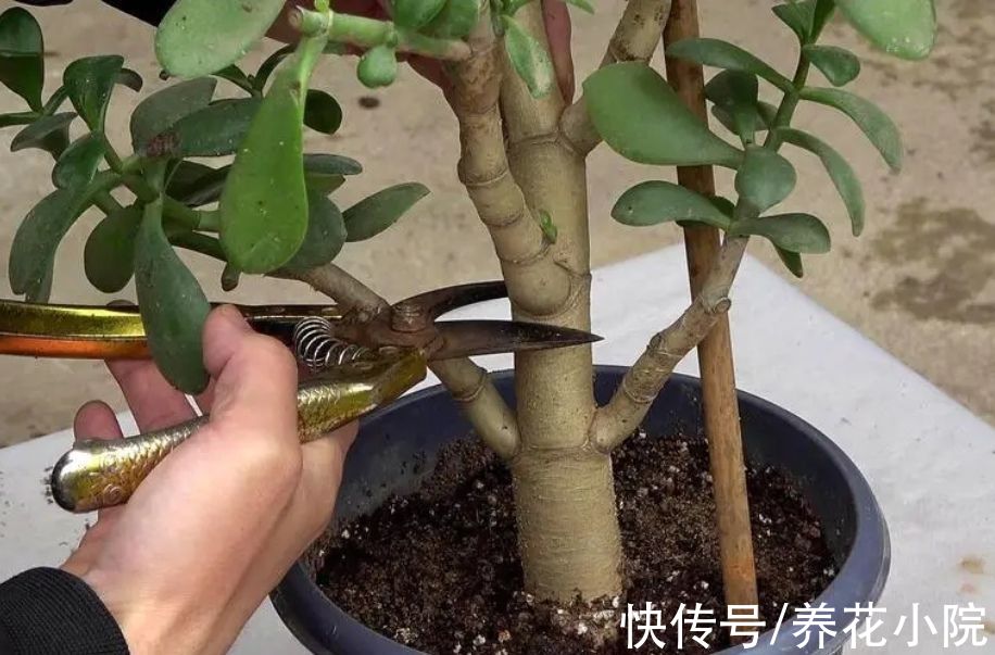 养玉树,5个关键点做好,生长速度快,长成粗壮盆景