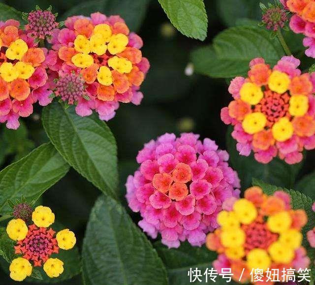 凤仙花|家里万万不要养这几种花,放一盆都会对身体不好,聪明人都懂避开