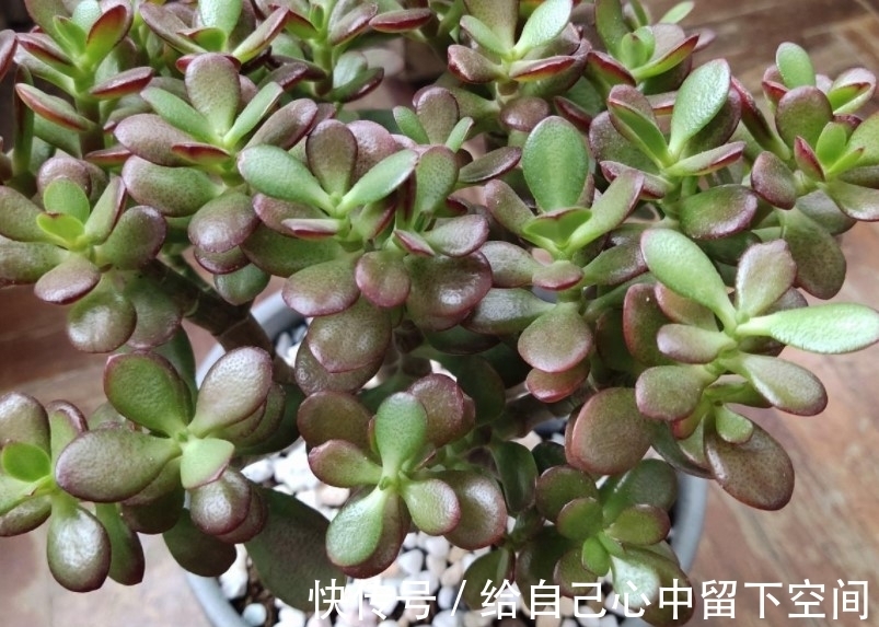 不会种玉树?注意这几点,轻松就能养好玉树