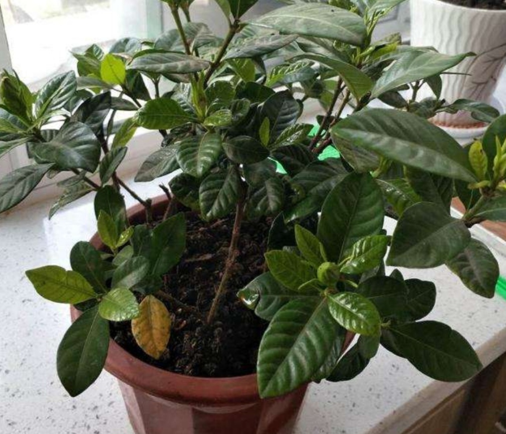 家里养栀子花,常用“2种肥水”,叶子浓绿、开花又多