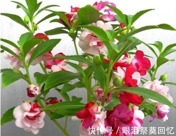 铁线莲养护铁线莲|这些花放阳台,漂亮又好养,晒晒就爆盆,花开繁盛惹人爱,美爆了