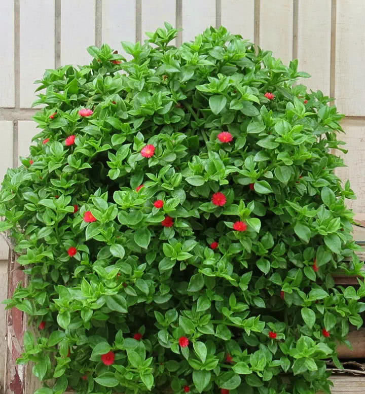 穷养|这6种花就要穷养,不花钱不用管,个个肥得流油